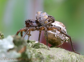Meadow Spider with hatching baby spiders