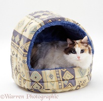Calico cat in an igloo bed