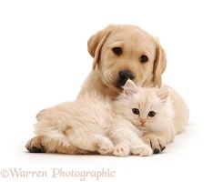 Yellow Labrador Retriever pup with fluffy cream kitten