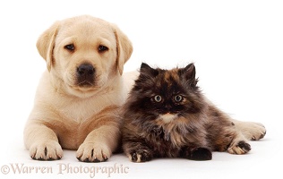 Yellow Labrador Retriever pup with tortoiseshell kitten