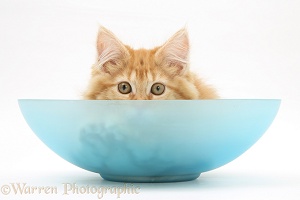 Ginger Maine Coon kitten hiding in a blue glass bowl