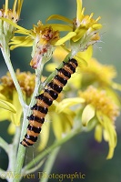Cinnabar moth caterpillar on ragwort