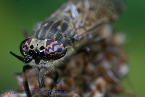Cleg horsefly eyes