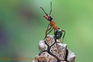 Wood Ant worker