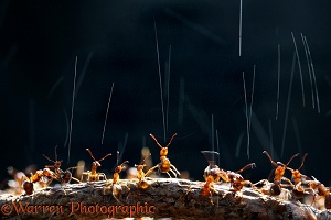 Wood Ants squirting