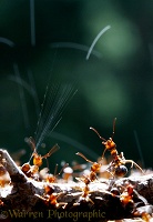 Wood Ant spraying formic acid