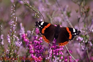 Red Admiral on heather