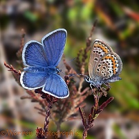 Silver-studded Blues