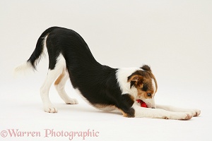Tricolour Border Collie pup play-bowing with toy