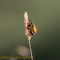 Bee-killer Wasp with honey bee prey