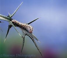 Painted Lady caterpillar on Spear Thistle