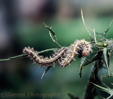 Painted Lady caterpillars on Spear Thistle