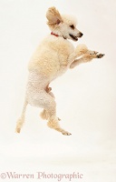 Apricot Poodle leaping