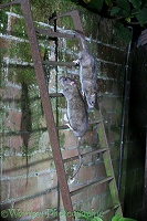 Two rats on a ladder