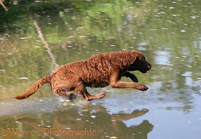 Chesapeake Bay Retriever leaping into water