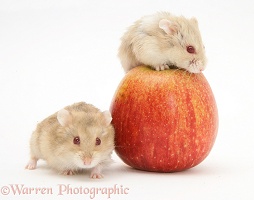 Two Dwarf Siberian Hamsters with an apple
