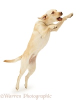 Yellow Labrador Retriever leaping