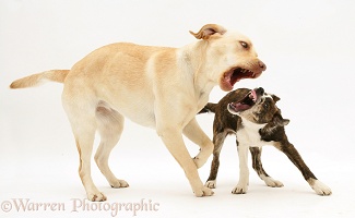 Yellow Labrador Retriever playing with mongrel pup