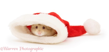 Hamster poking its nose out of a Santa hat