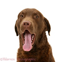 Chesapeake Bay Retriever yawning