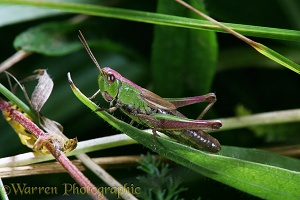 Meadow Grasshopper
