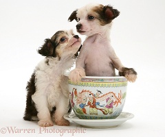Puff and naked Chinese Crested pups in a Chinese pot