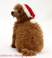 Red Toy Poodle pup wearing a Santa hat