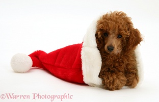 Red Toy Poodle pup in a Santa hat