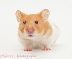 Short-haired Syrian Hamster