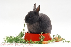 Blue Dwarf female rabbit eating carrot tops