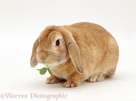 Sandy Lop female rabbit eating clover