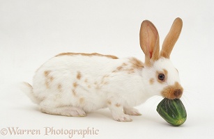 Rabbit eating cucumber