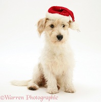 Mongrel dog wearing a Santa hat