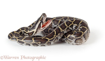 Newly hatched Burmese Python