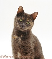 Portrait of Blue-cream British Shorthair cat