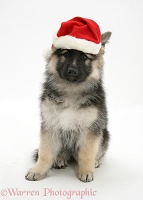 Alsatian pup wearing a Santa hat