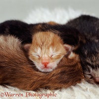 Kittens asleep in a heap