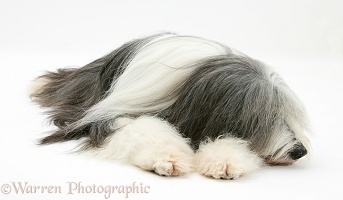 Bearded Collie lying with chin on paws