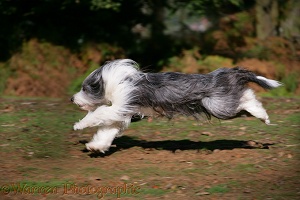 Bearded Collie running
