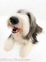Bearded Collie lying with head up