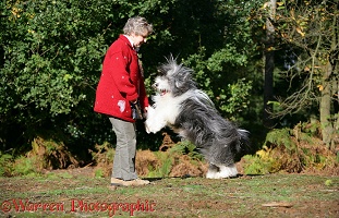 Bearded Collie jumping up at owner