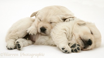 Two sleepy Golden Retriever pups