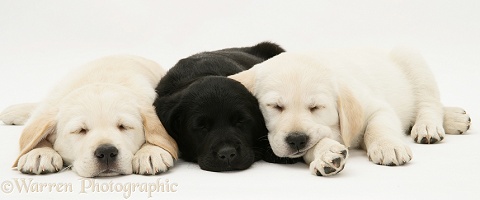 Sleepy yellow and black Goldador Retriever pups