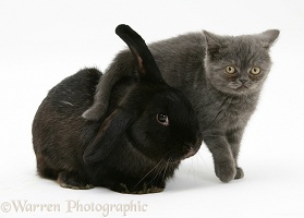 Black rabbit and grey kitten
