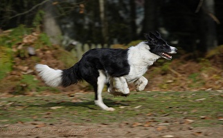 Black-and-white Border Collie running