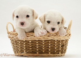 Westie x Cavalier pups in a basket