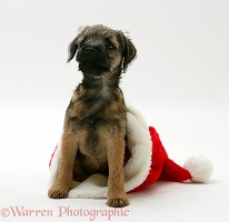 Border Terrier pup in a Santa hat