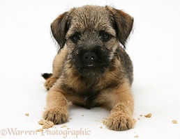 Border Terrier pup after eating a Bonio biscuit