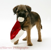 Border Terrier pup chewing a Santa hat