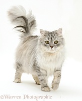 Silver tabby Chinchilla male cat